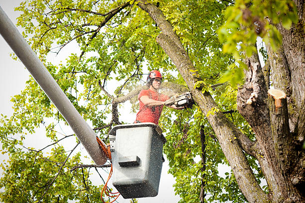 Leaf Removal in Ellensburg, WA